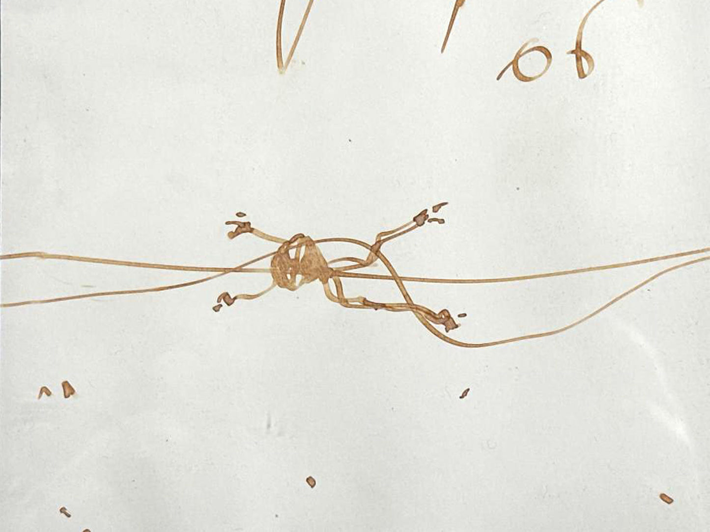 John Olsen (1928-2023) Original Signed Drawing on Paper 'Tree Frog' 20cm x 25cm