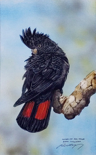 Paul Margocsy (1945 - ) Original Watercolour Painting on Card Red-Tailed Black Cockatoo 25cm x 15.5cm