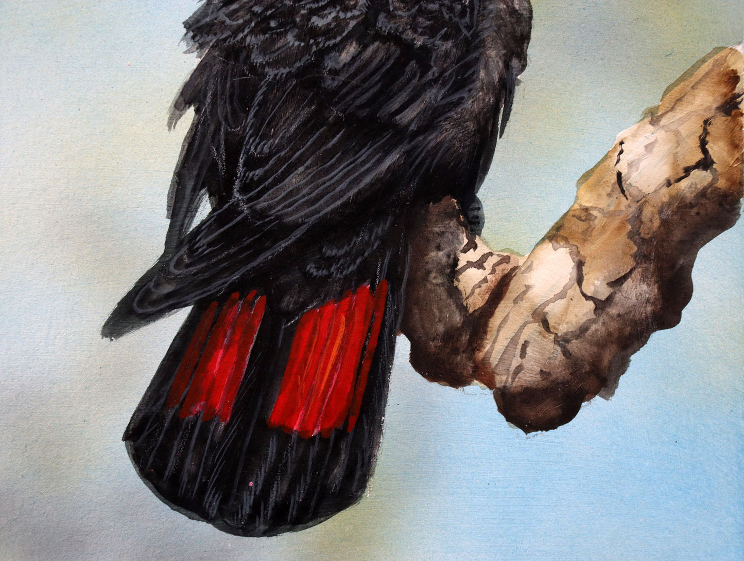 Paul Margocsy (1945 - ) Original Watercolour Painting on Card Red-Tailed Black Cockatoo 25cm x 15.5cm