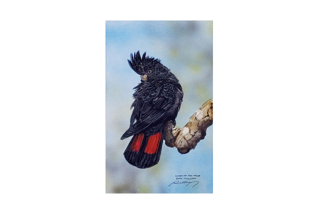 Paul Margocsy (1945 - ) Original Watercolour Painting on Card Red-Tailed Black Cockatoo 25cm x 15.5cm