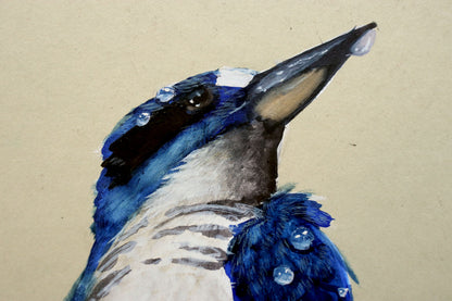 Paul Margocsy (1945 - ) Original Watercolour Painting on Card 'Australian Forest Kingfisher' 26cm x 15.5cm