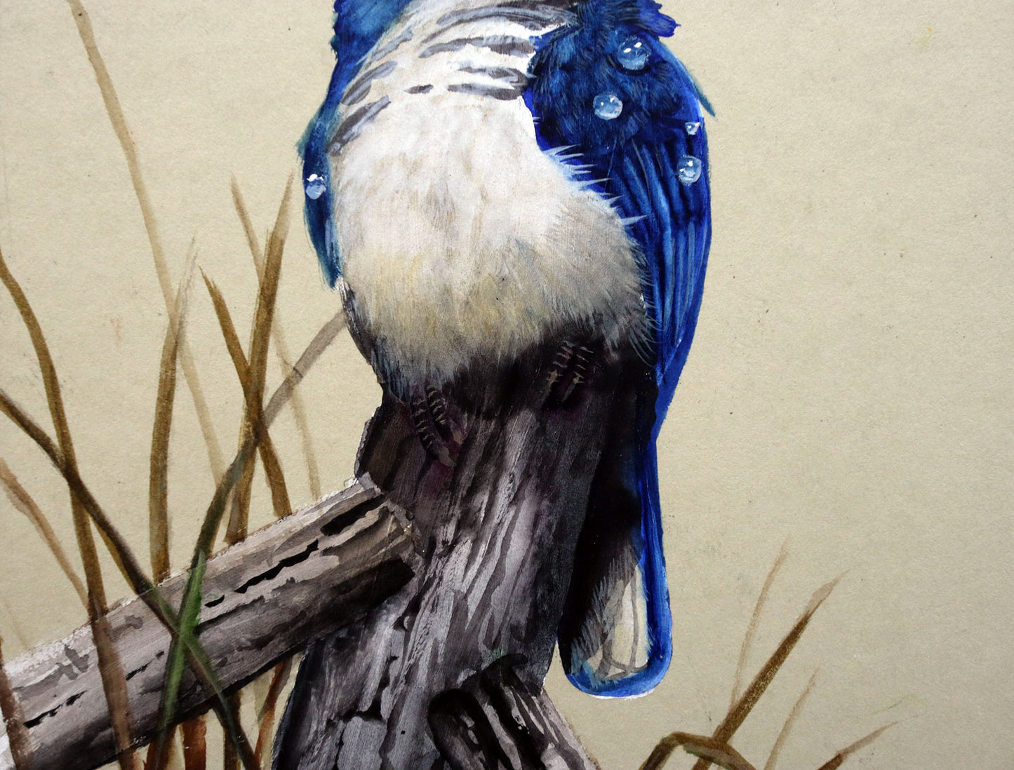 Paul Margocsy (1945 - ) Original Watercolour Painting on Card 'Australian Forest Kingfisher' 26cm x 15.5cm