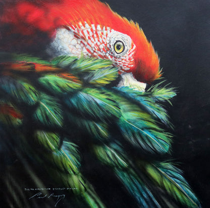 Paul Margocsy (1945 - ) Large Original Watercolour Painting 'South American Scarlet Macaw' 35cm x 35cm