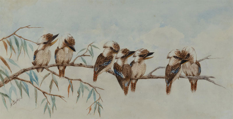 Alice Cayley (1889-1960) Original Watercolour 'Kookaburra' 15.5cm x 30cm