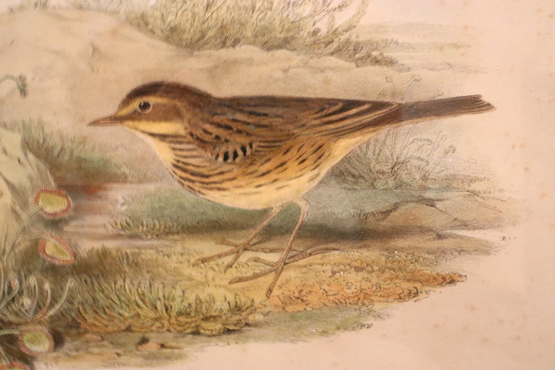 John Gould (Britain, Australia, 1804-81) Original Hand Coloured Lithograph 'Anthus Pratensis'