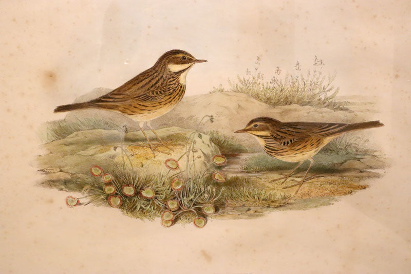 John Gould (Britain, Australia, 1804-81) Original Hand Coloured Lithograph 'Anthus Pratensis'