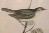 John Gould (Britain, Australia, 1804-81) Original Hand Coloured Lithograph 'Garden Warbler'