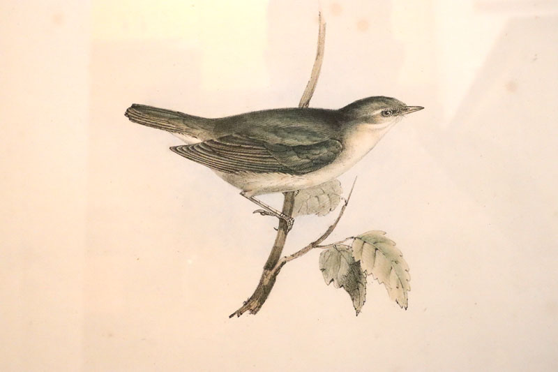 John Gould (Britain, Australia, 1804-81) Original Hand Coloured Lithograph 'Garden Warbler'