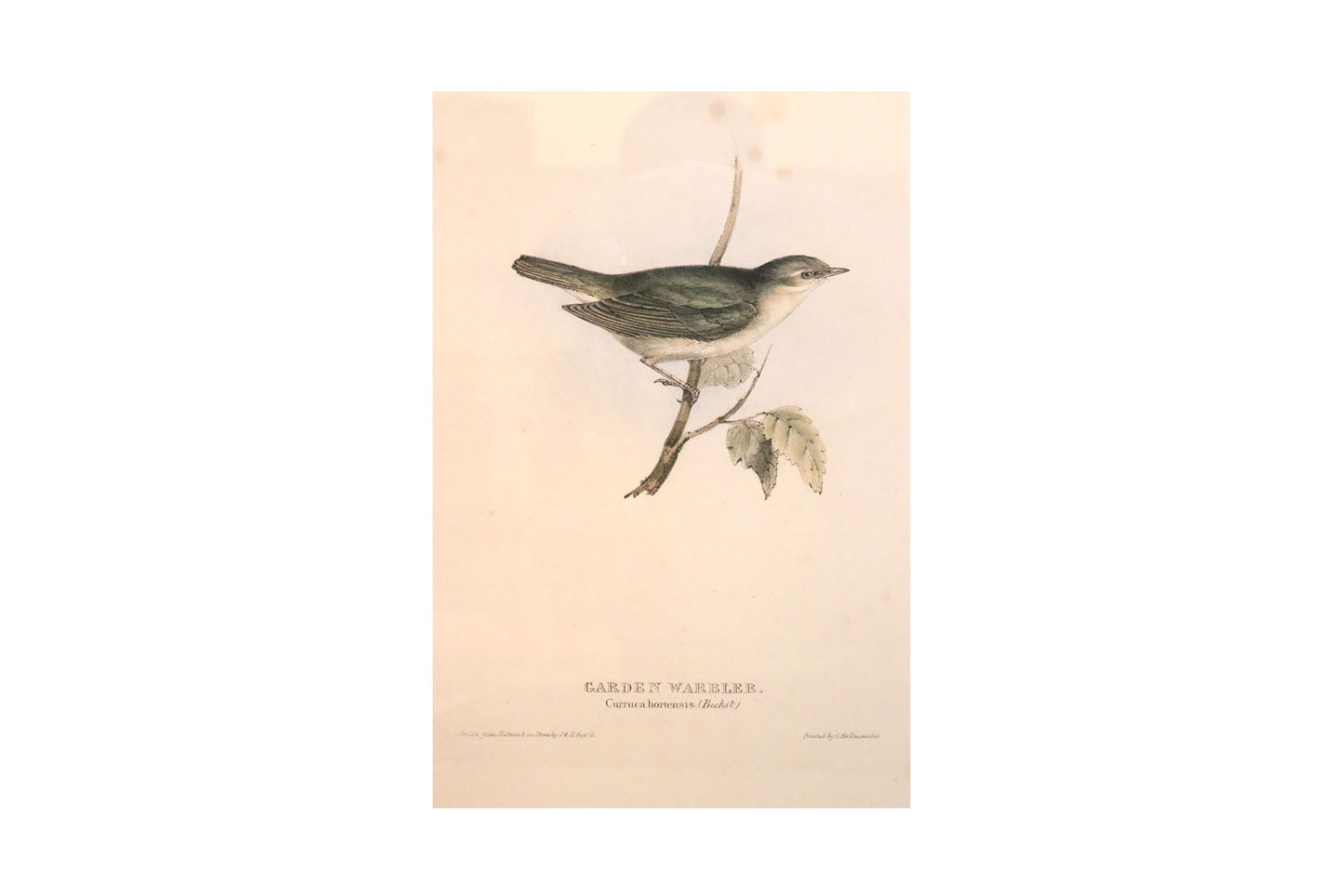 John Gould (Britain, Australia, 1804-81) Original Hand Coloured Lithograph 'Garden Warbler'