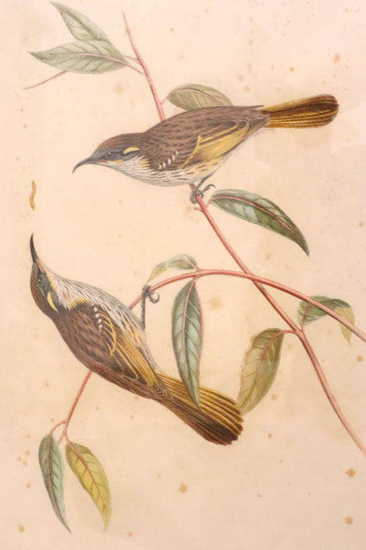 John Gould (Britain, Australia, 1804-81) Original Hand Coloured Lithograph 'Ptilotis Cockerelli'