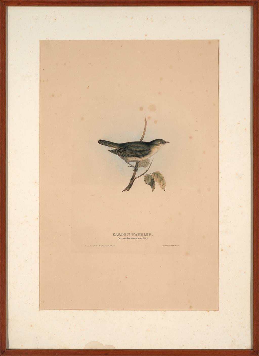 John Gould (Britain, Australia, 1804-81) Original Hand Coloured Lithograph 'Garden Warbler'