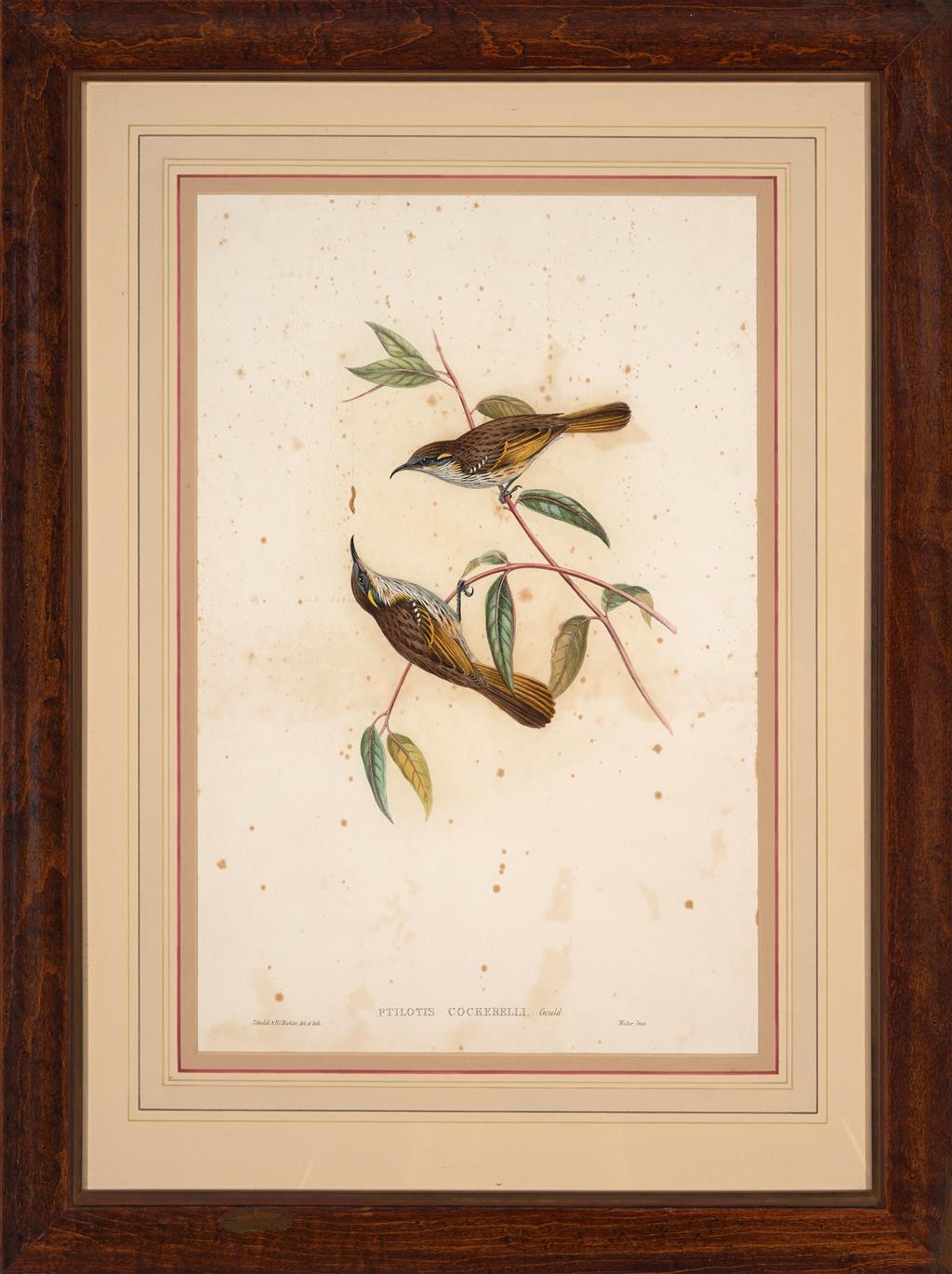 John Gould (Britain, Australia, 1804-81) Original Hand Coloured Lithograph 'Ptilotis Cockerelli'