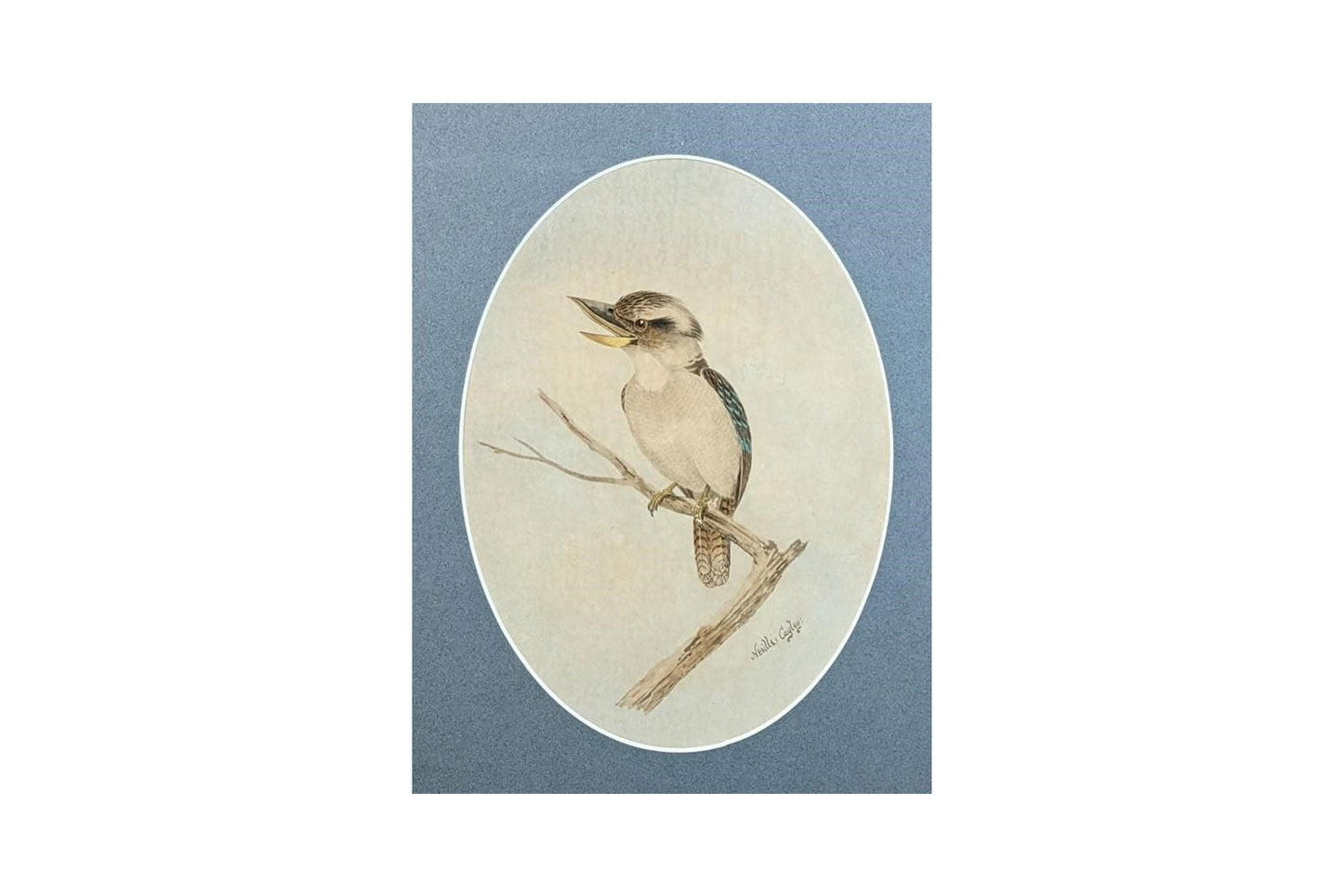 Neville Henry Cayley (1853-1903) Original Watercolour 'Kookaburra' 53cm x 29cm