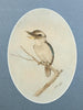 Neville Henry Cayley (1853-1903) Original Watercolour 'Kookaburra' 53cm x 29cm