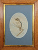 Neville Henry Cayley (1853-1903) Original Watercolour 'Kookaburra' 53cm x 29cm