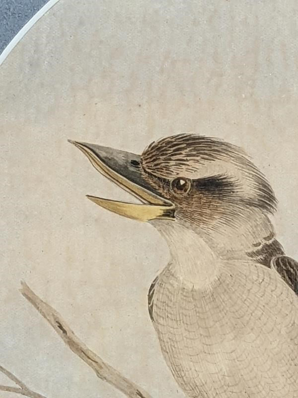 Neville Henry Cayley (1853-1903) Original Watercolour 'Kookaburra' 53cm x 29cm