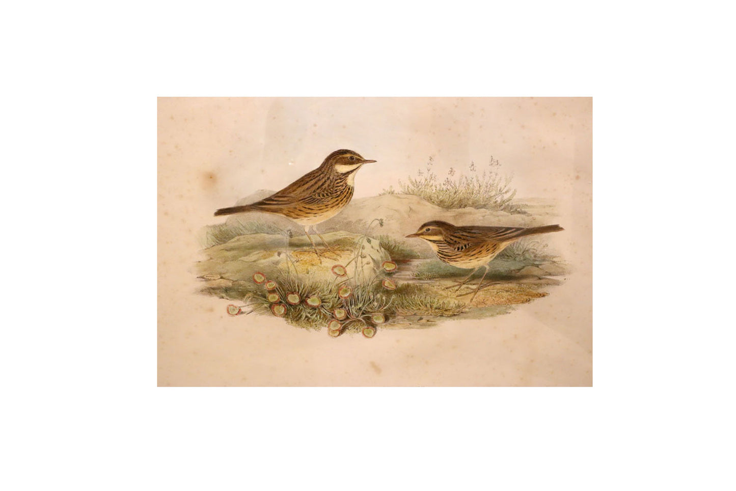 John Gould (Britain, Australia, 1804-81) Original Hand Coloured Lithograph 'Anthus Pratensis'