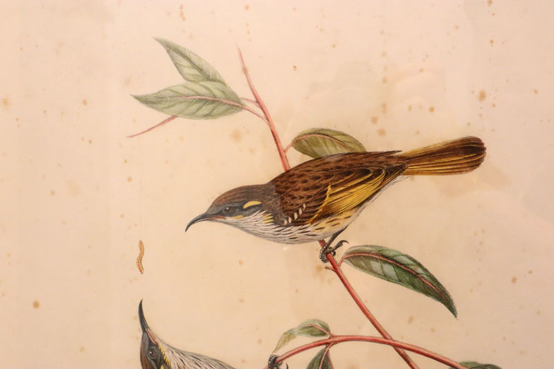 John Gould (Britain, Australia, 1804-81) Original Hand Coloured Lithograph 'Ptilotis Cockerelli'