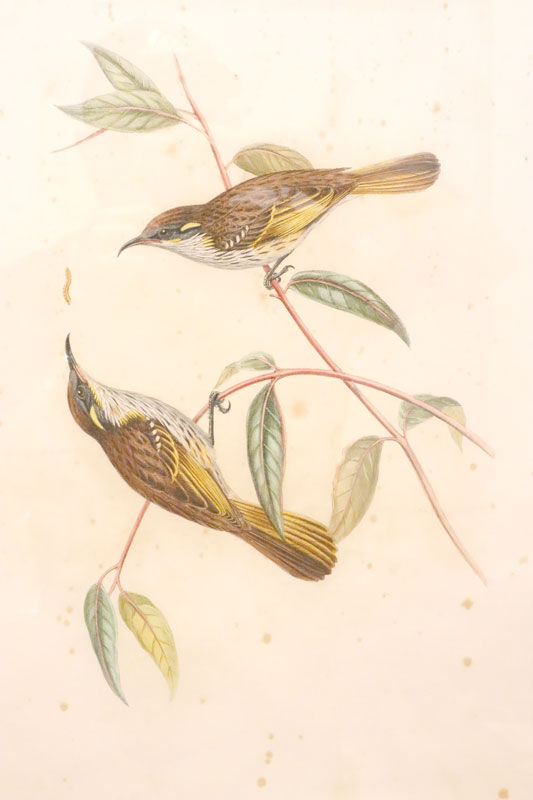 John Gould (Britain, Australia, 1804-81) Original Hand Coloured Lithograph 'Ptilotis Cockerelli'